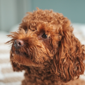 Куче порода пудел – домашен любимец в професионална фотография